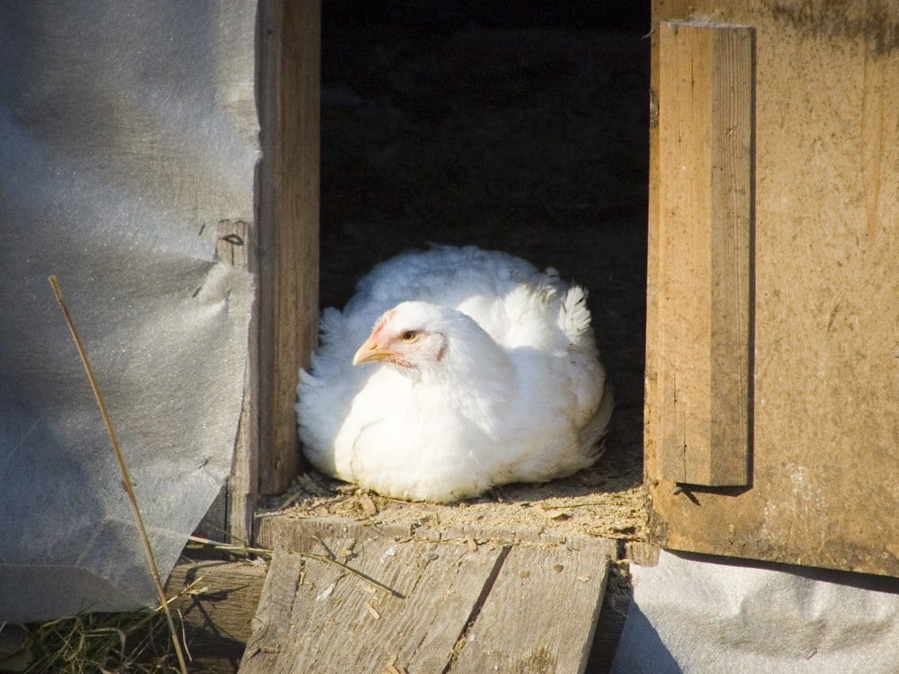 Cornish Cross - Meat Chicken Breeds