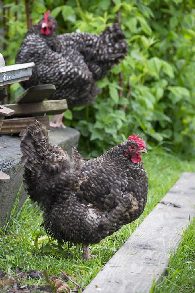 12 Most Popular French Chicken Breeds   Coucou De Rennes Chicken 