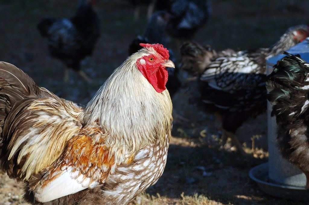 Cross Breed Rooster