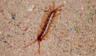 Different Types of Centipedes