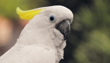 Different Types of Cockatoos