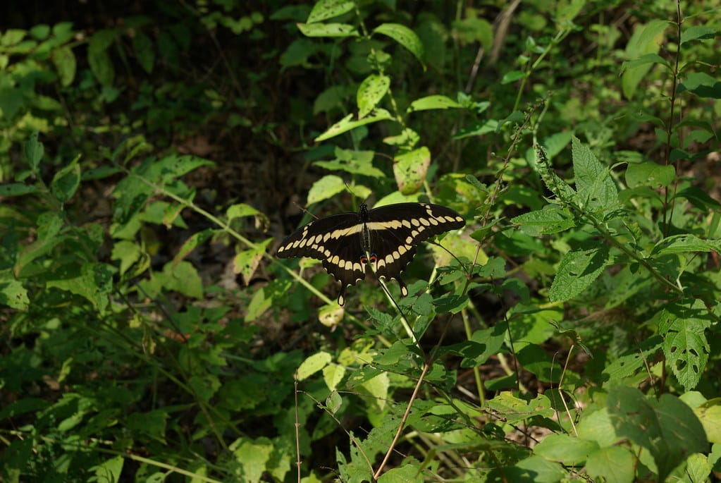 Eastern Giant Swallowtail 