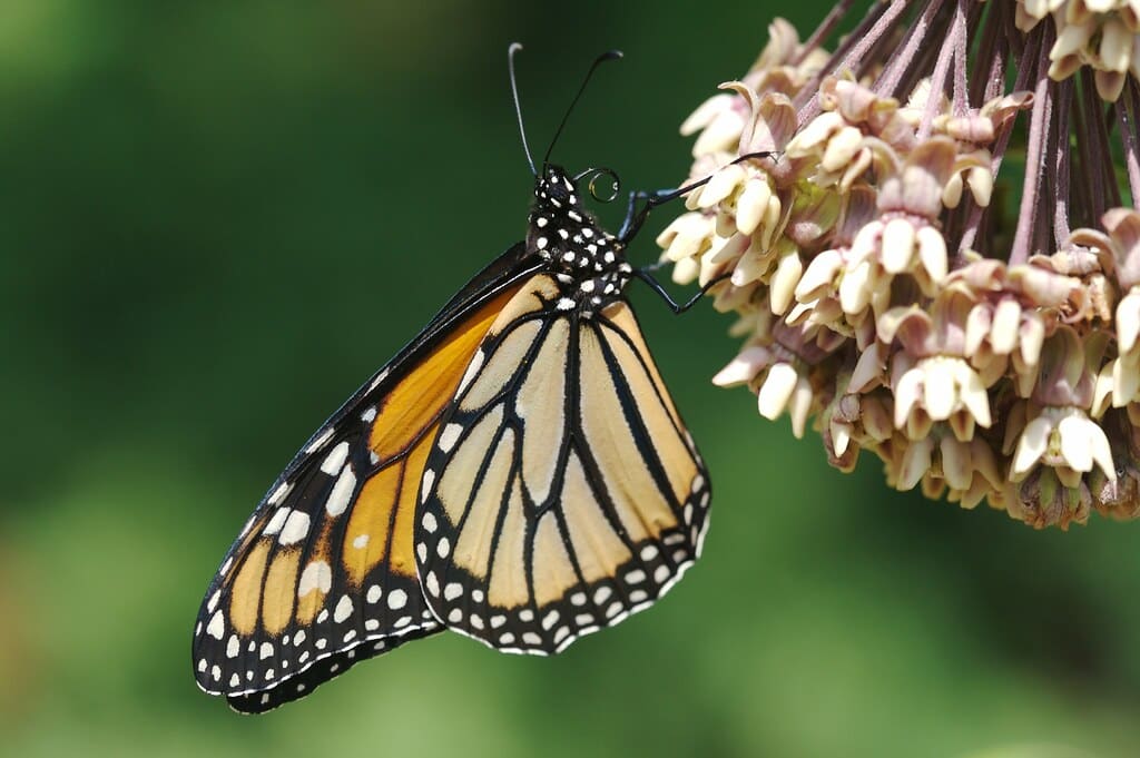 Eastern Monarch  - Types of Butterflies in Georgia