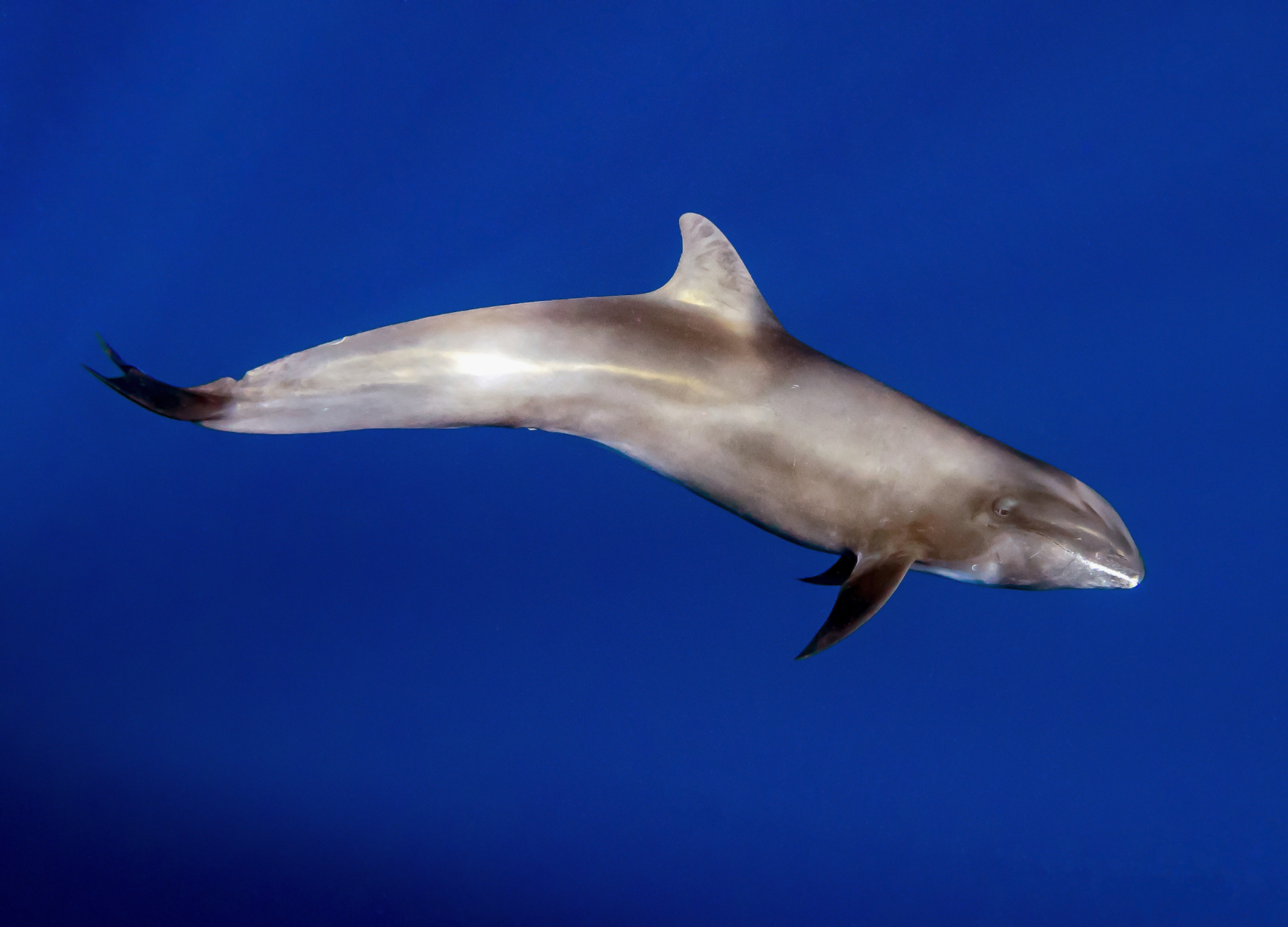 Electra Dolphin