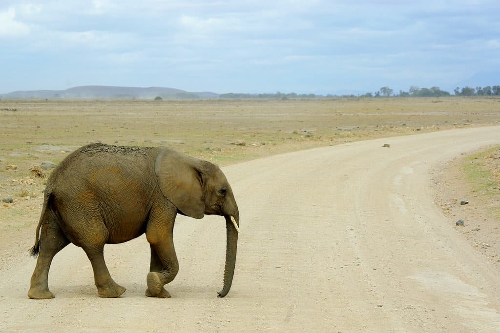 Elephants