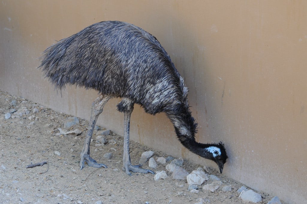 Emu