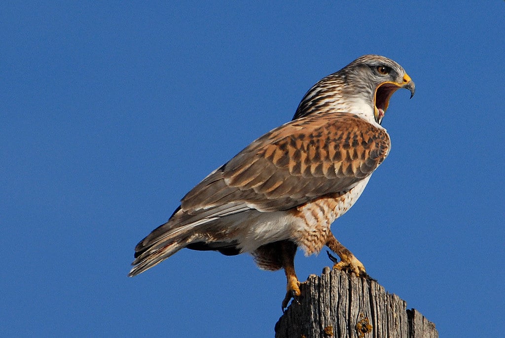 6 Largest Hawks in the World