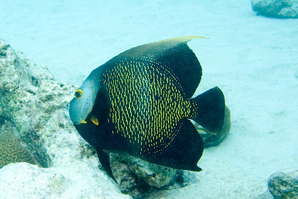 French Angelfish - What Animal Mates for Life?