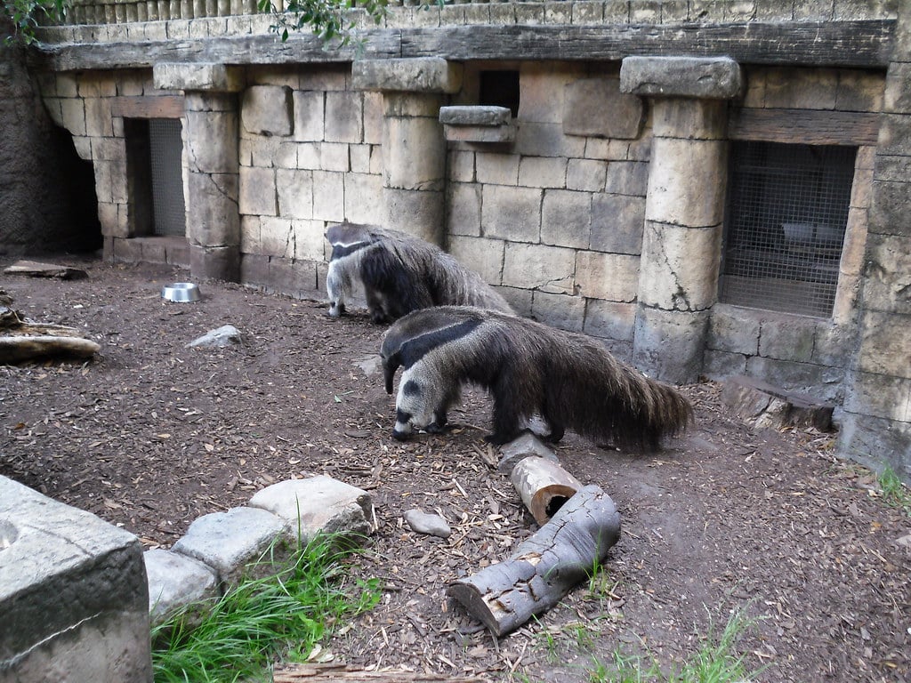 Giant Anteaters - Animals With Trunks