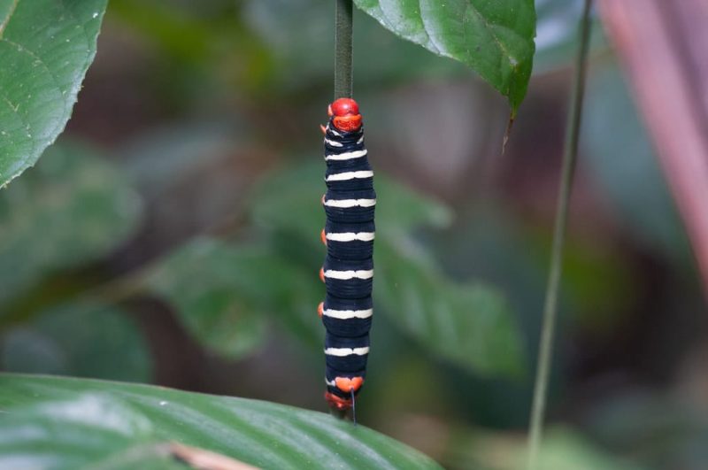 20 Types of Black and Yellow Caterpillars