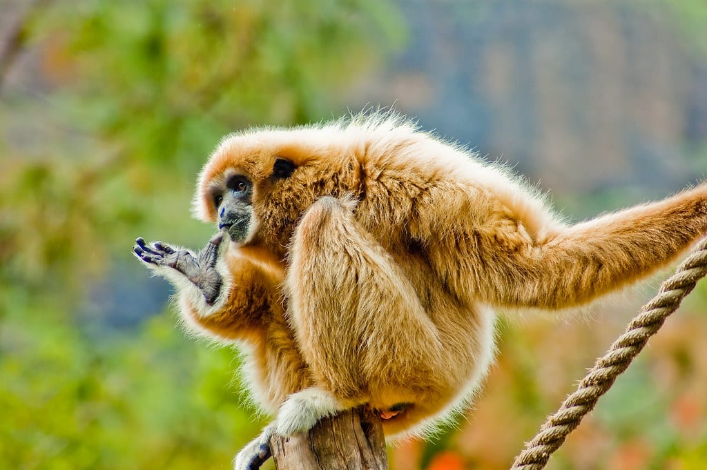 Gibbons - What Animal Mates for Life?