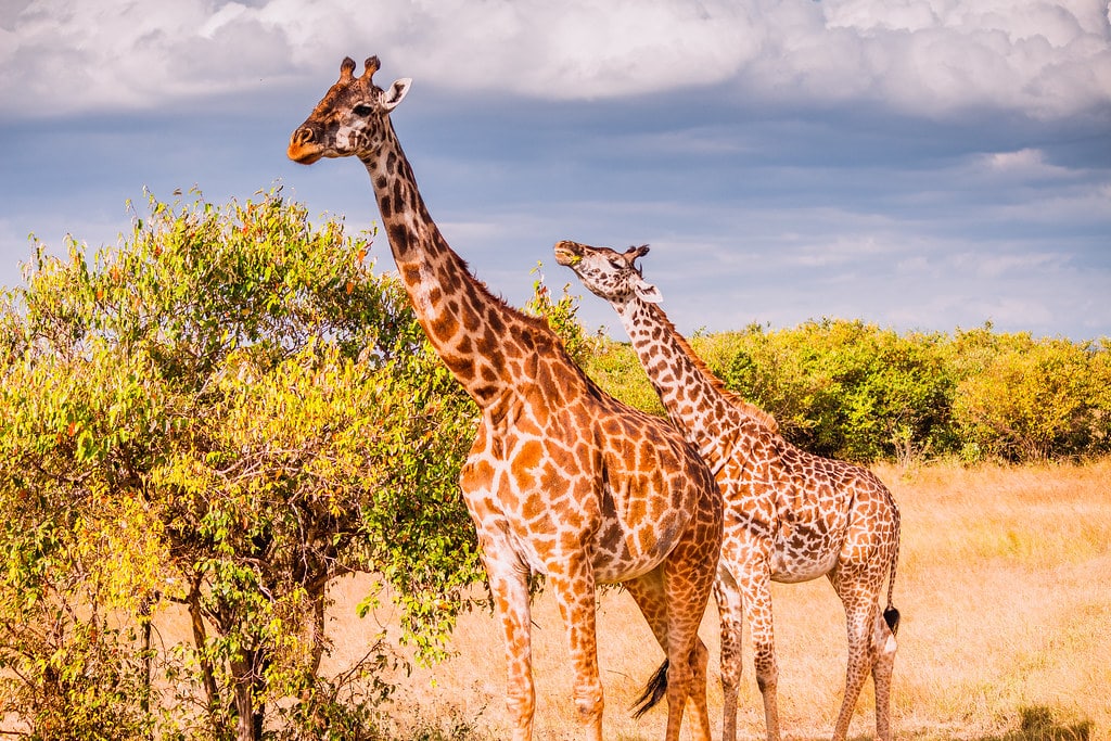 Giraffe - Animals With Long Necks