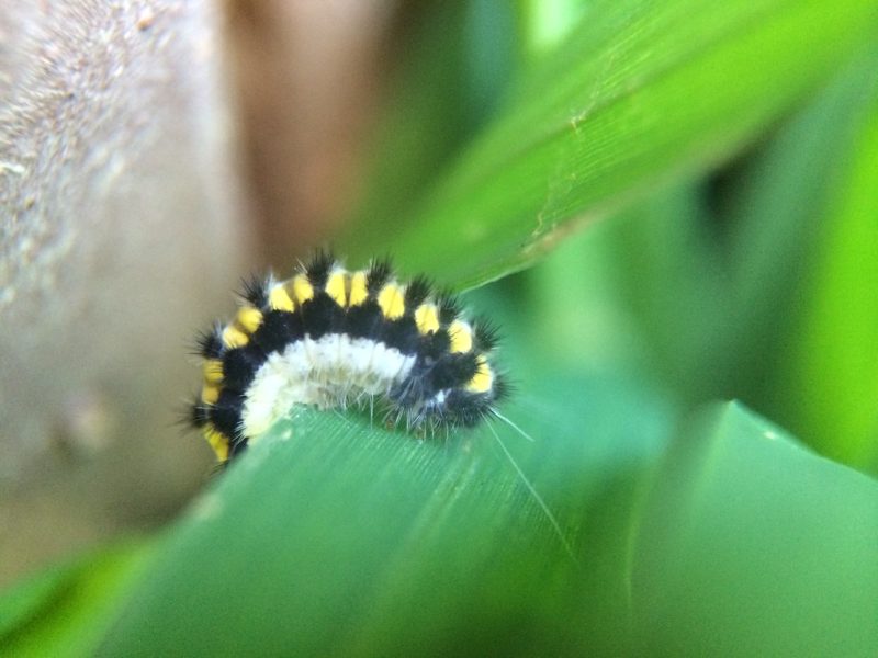 20 Types of Black and Yellow Caterpillars