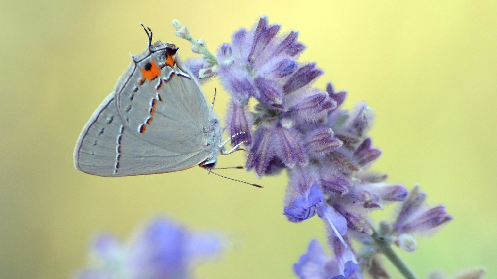 14 Types of Butterflies in Utah (With Pictures)