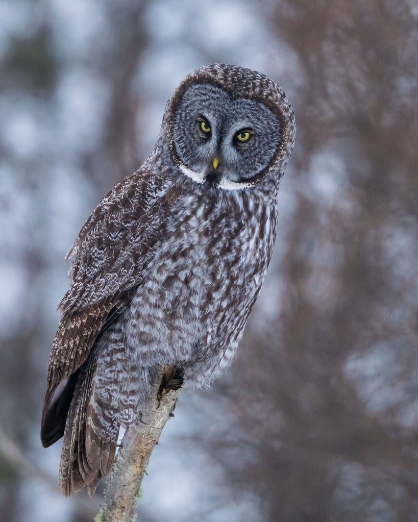 Great Gray Owl