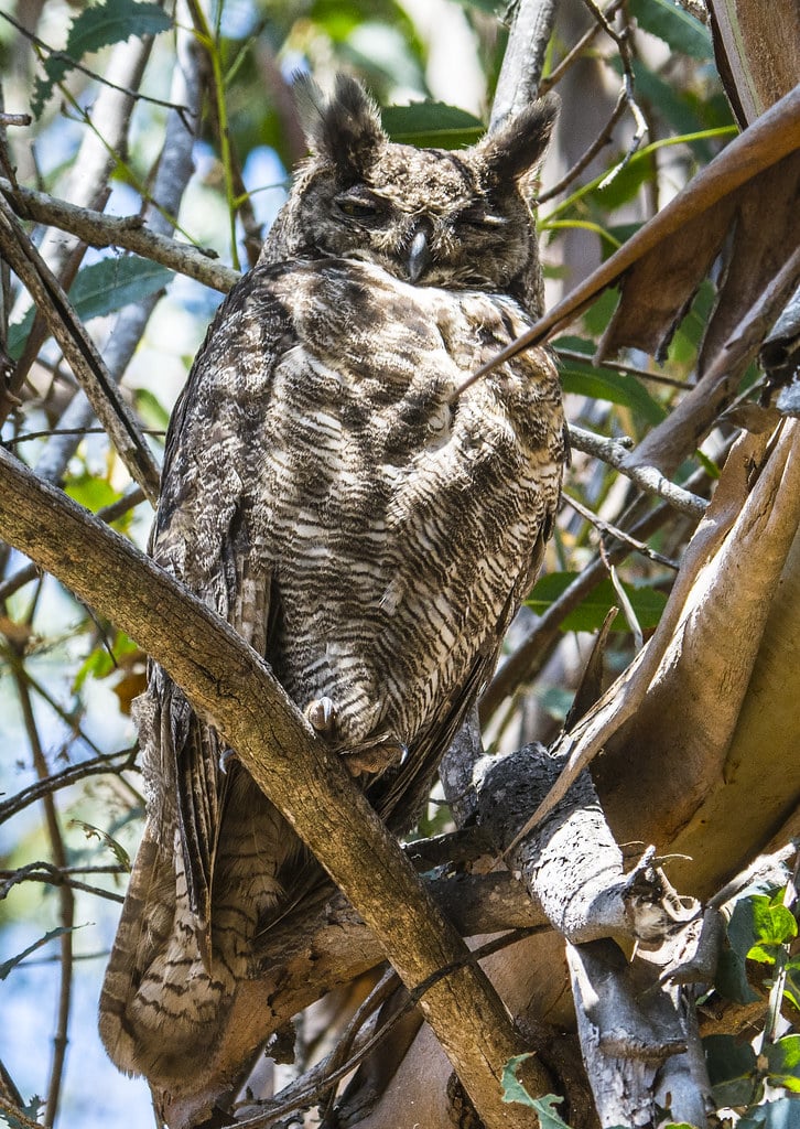 Great Horned Owl - Largest Birds in North America