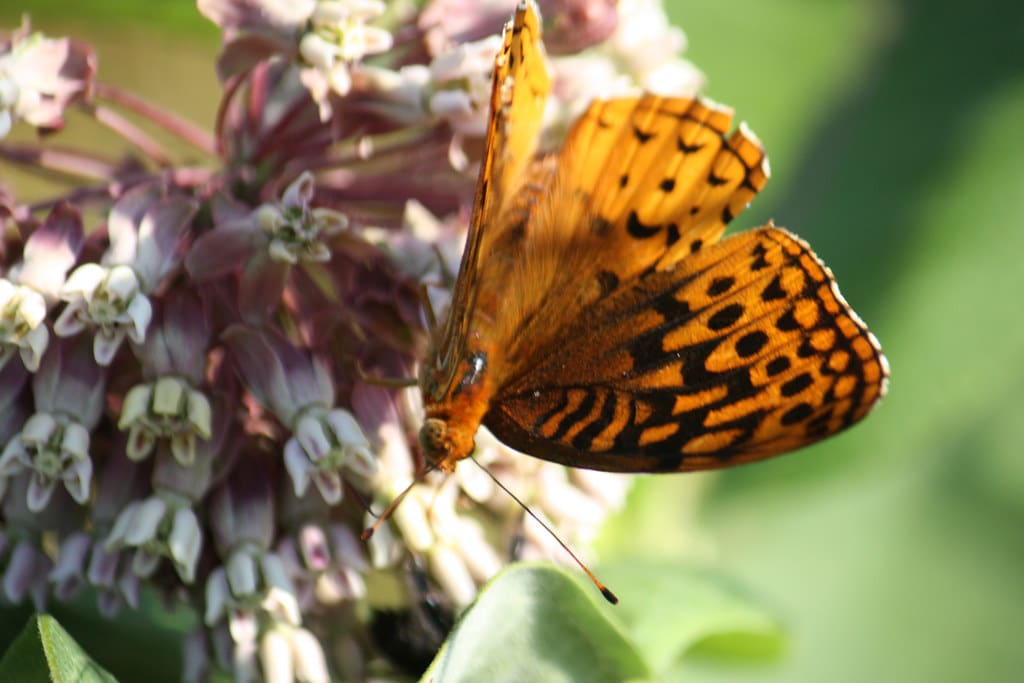 14 Types of Butterflies in Utah (With Pictures)