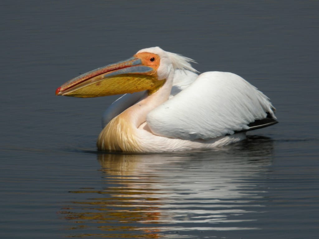 7 Types of Pelicans With Pictures