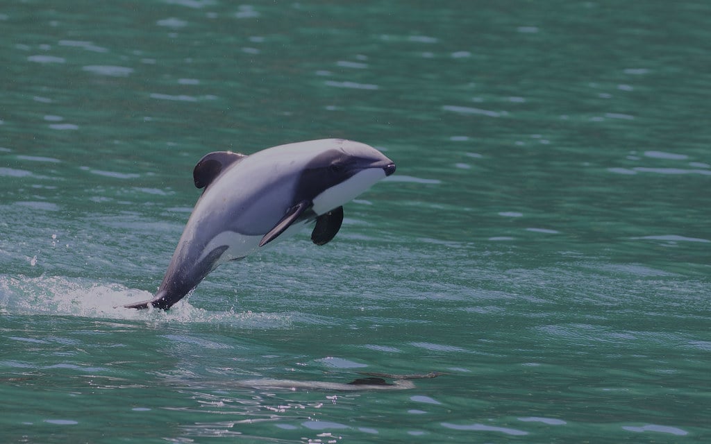 Hector’s Dolphin