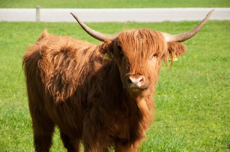 20 Different Types of Cattle Breeds