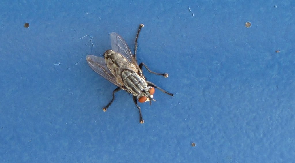 Horse Fly 