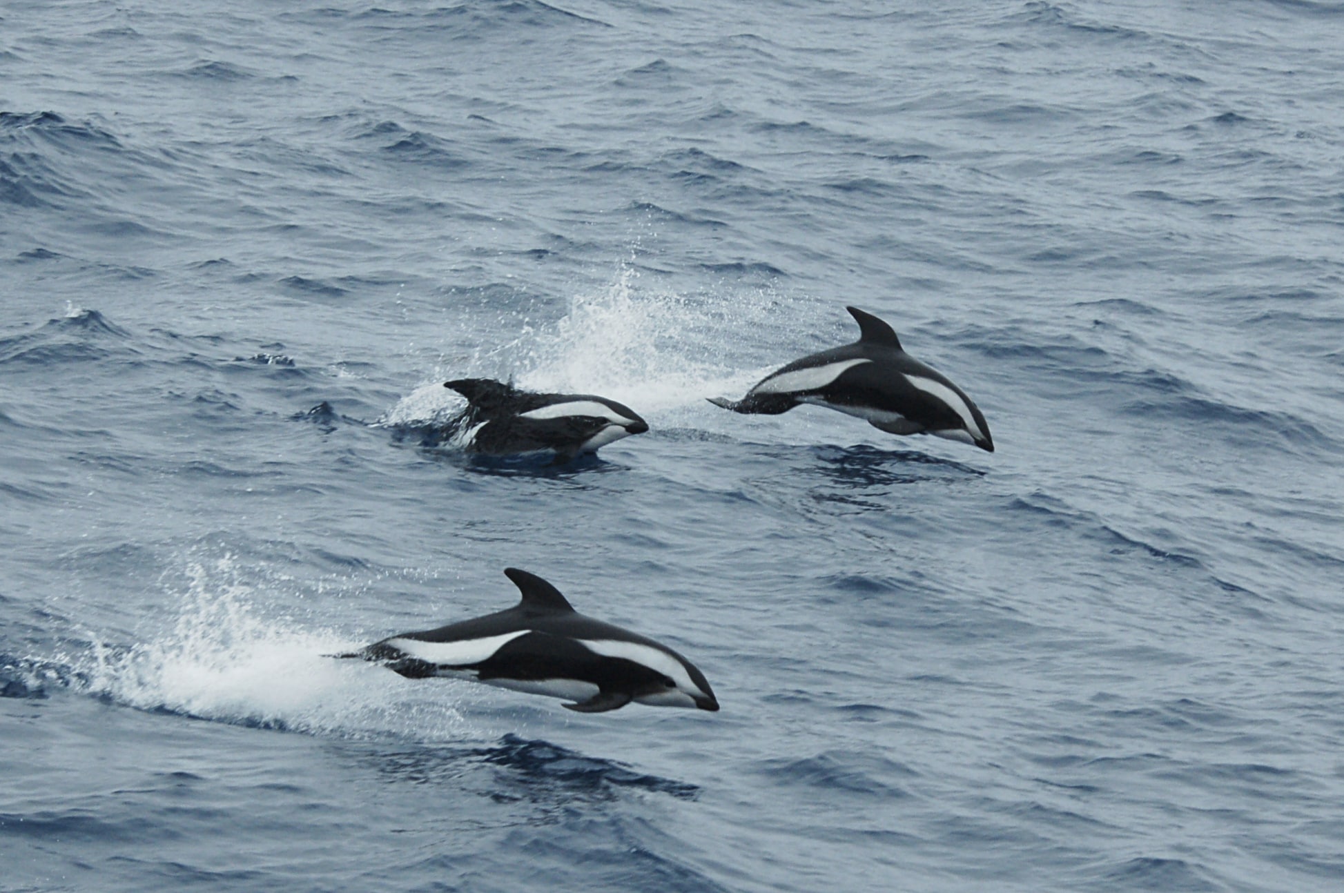 Hourglass Dolphin