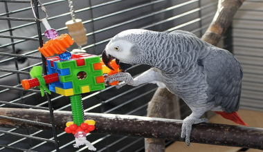 How Foraging Puzzles and Shredders Can Benefit Your Pet Bird