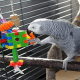 How Foraging Puzzles and Shredders Can Benefit Your Pet Bird