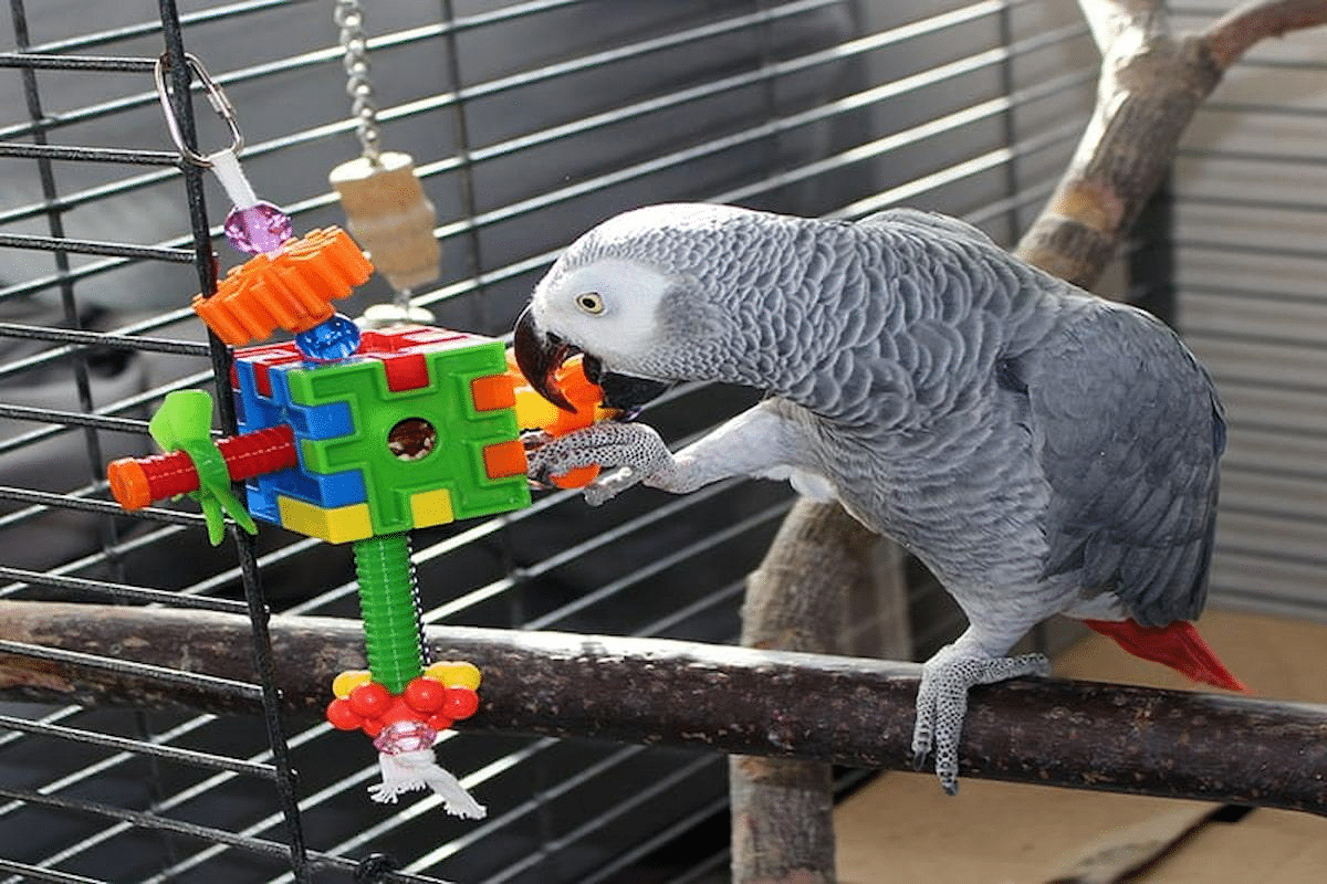 How Foraging Puzzles and Shredders Can Benefit Your Pet Bird