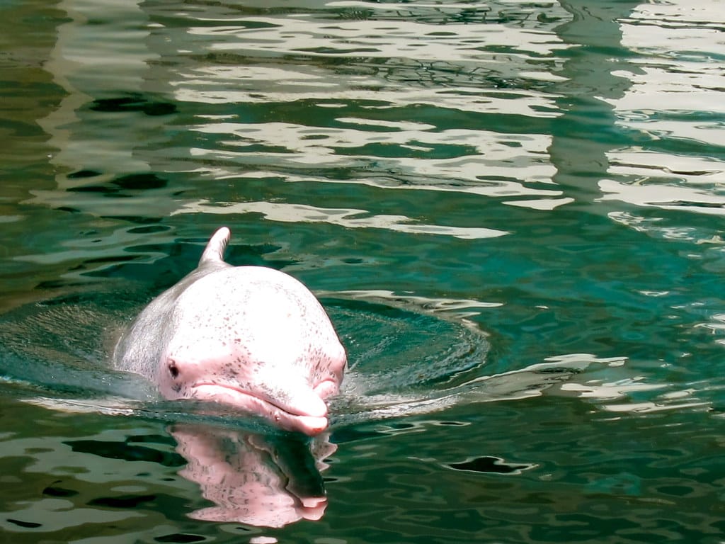 Indo-Pacific Humpback Dolphin