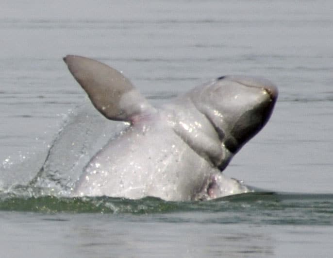 Irrawaddy Dolphin