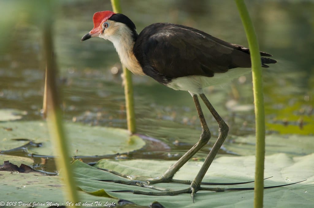 Jacanas