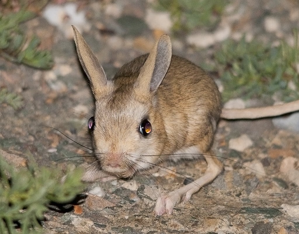 Jerboas