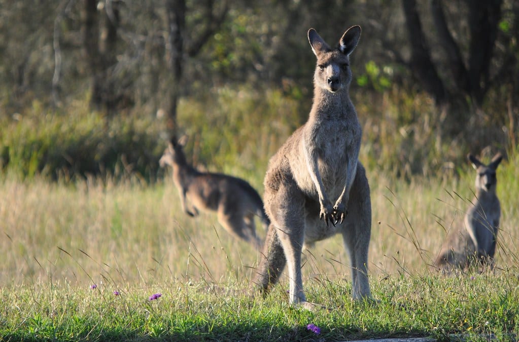 Kangaroos