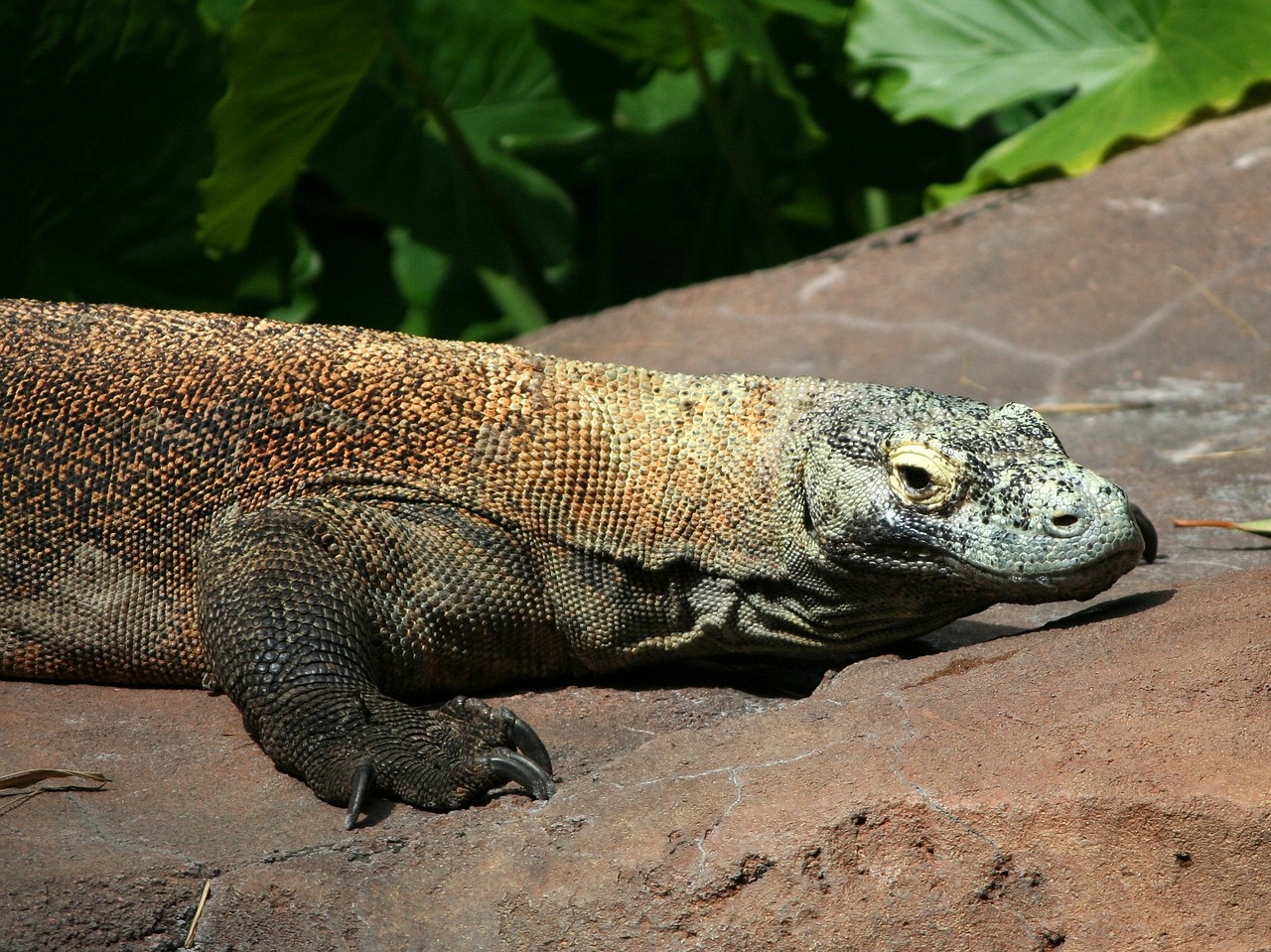 Komodo Dragon