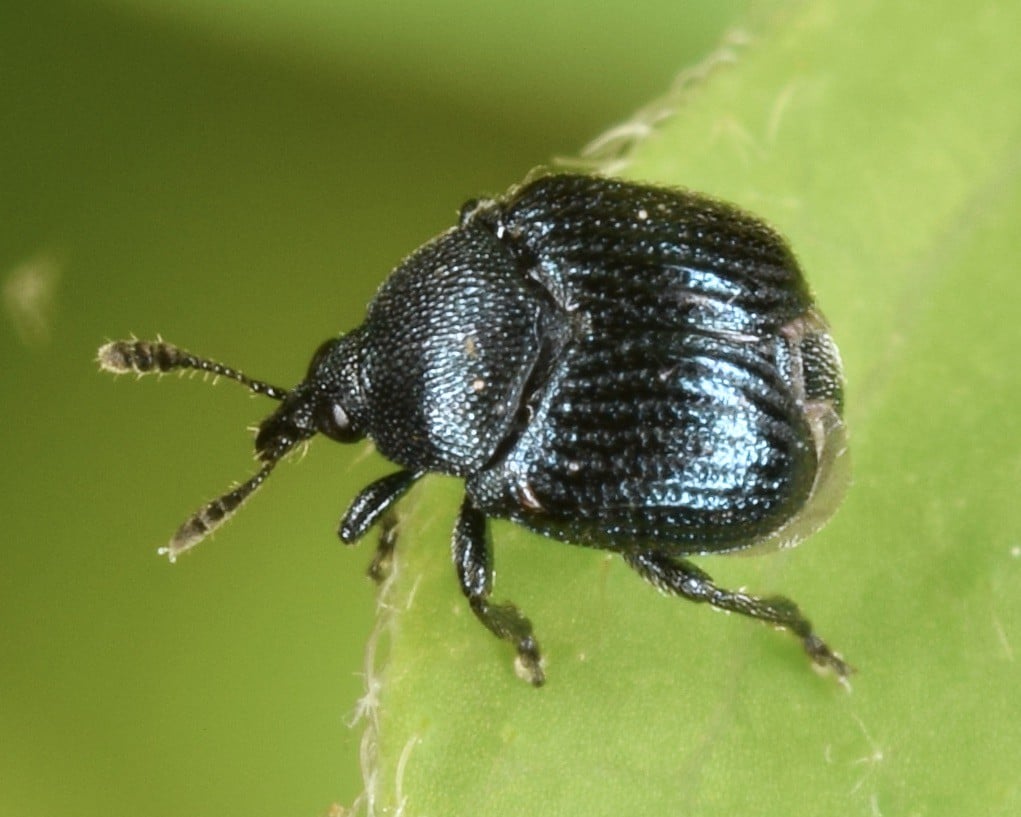 20 Types Of Weevils In Texas