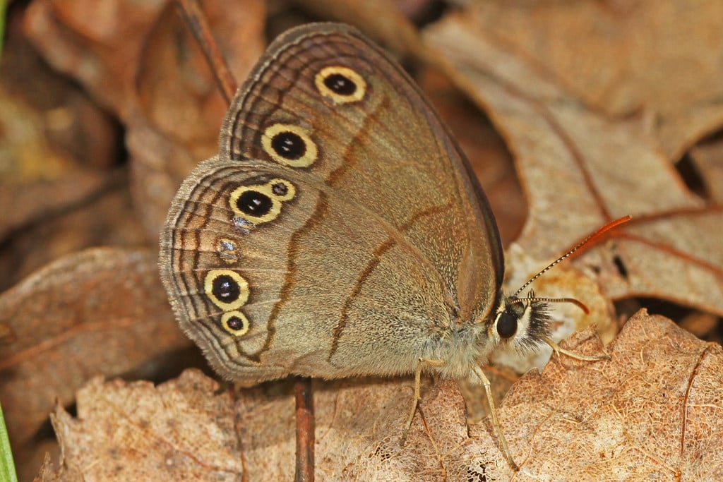 Little Wood Satyr - Butterflies in South Carolina