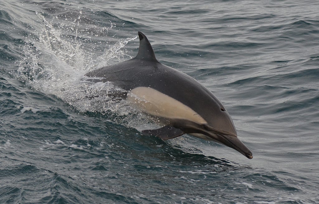 Long-beaked Common Dolphin