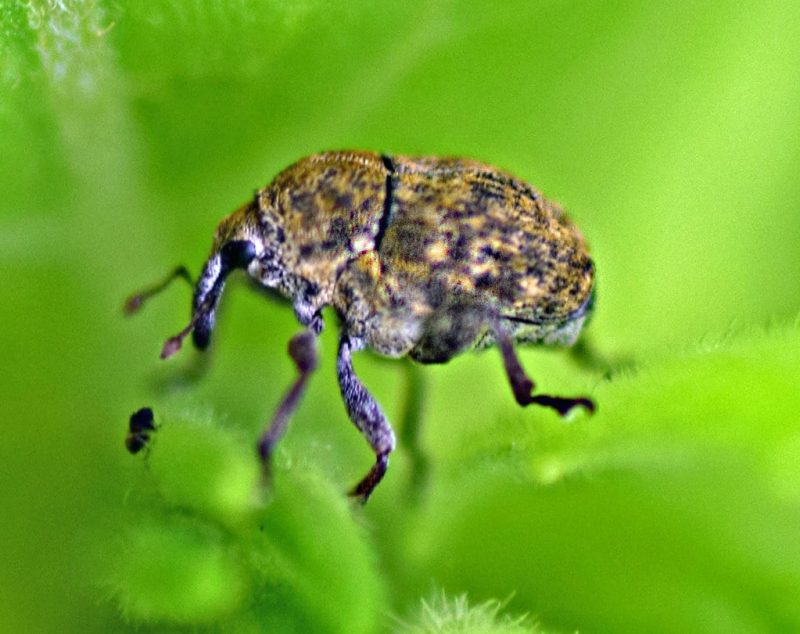 20 Types Of Weevils In Texas