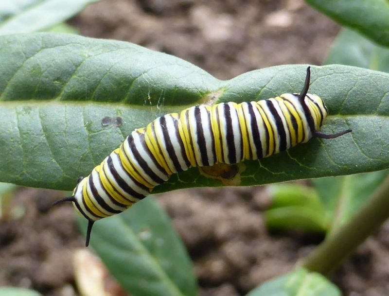 20 Types of Black and Yellow Caterpillars