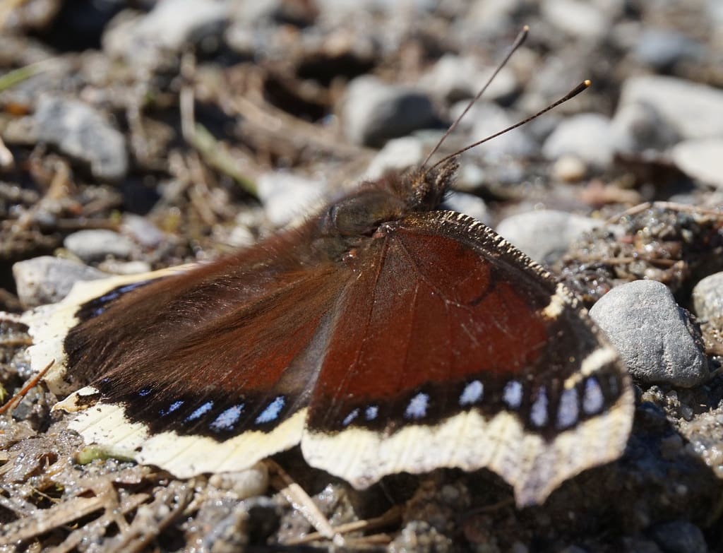Mourning Cloak Butterfly - Butterflies in South Carolina