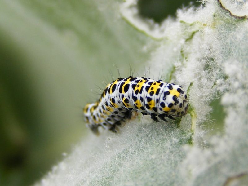 20 Types of Black and Yellow Caterpillars
