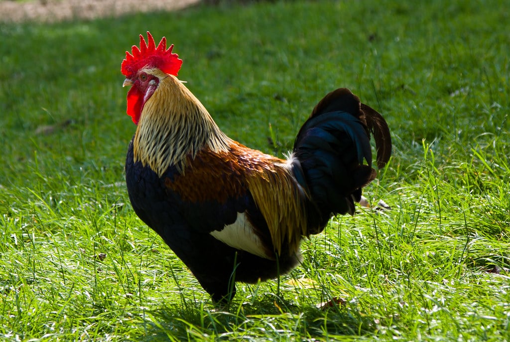 Old English Game - Fighting Chicken Breeds
