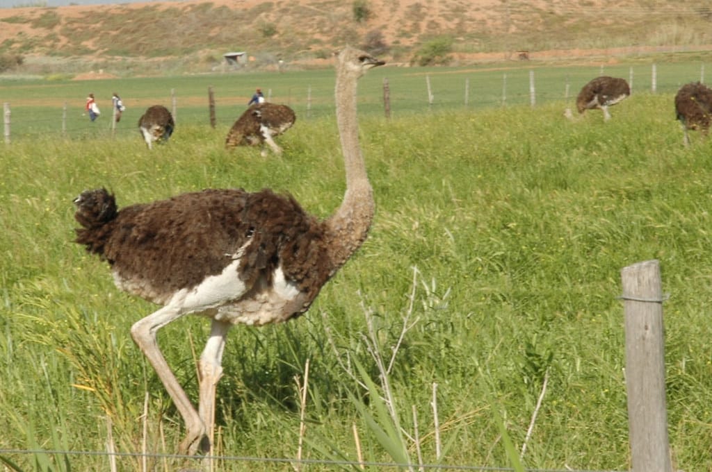 Ostrich