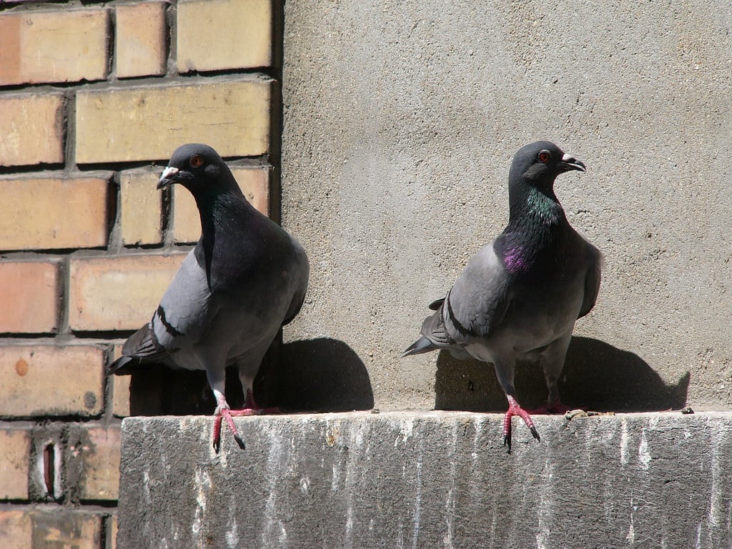 Pigeons - What Animal Mates for Life?