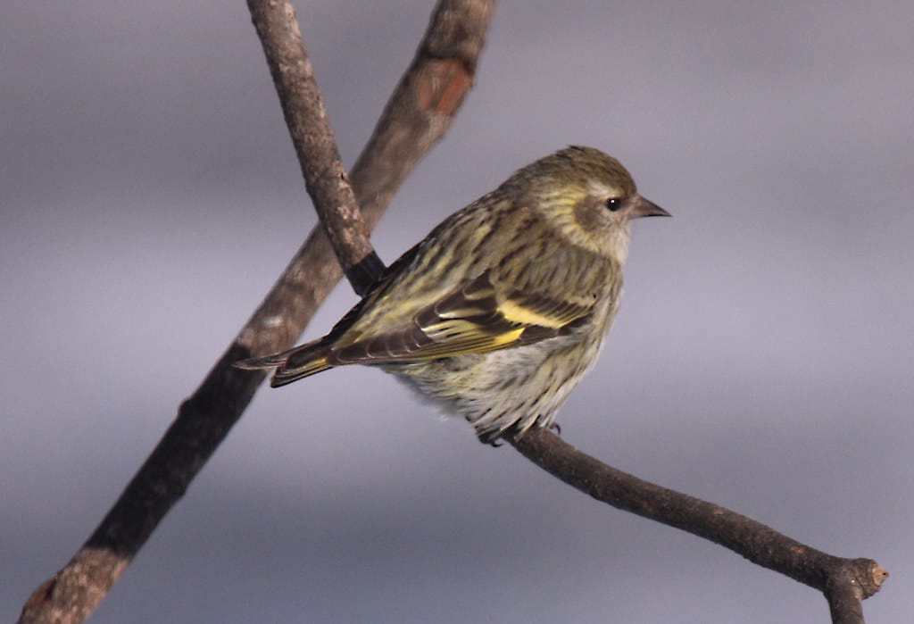 Pine Siskin - Types of Finches in Oregon