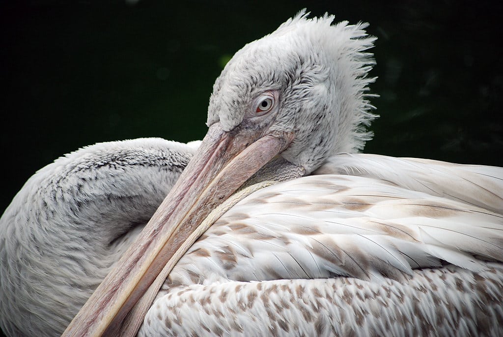 7 Types of Pelicans With Pictures