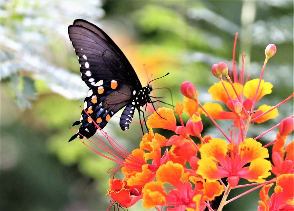 Pipevine Swallowtail