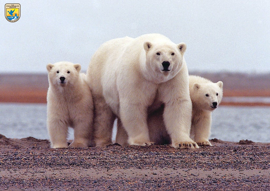 Polar Bear - Animals With Big Feet