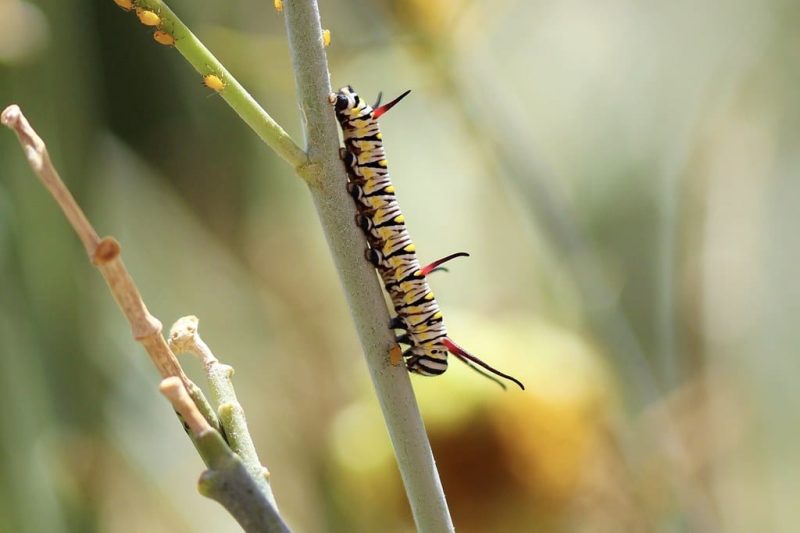 20 Types of Black and Yellow Caterpillars
